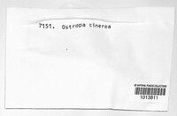Ostropa barbara image